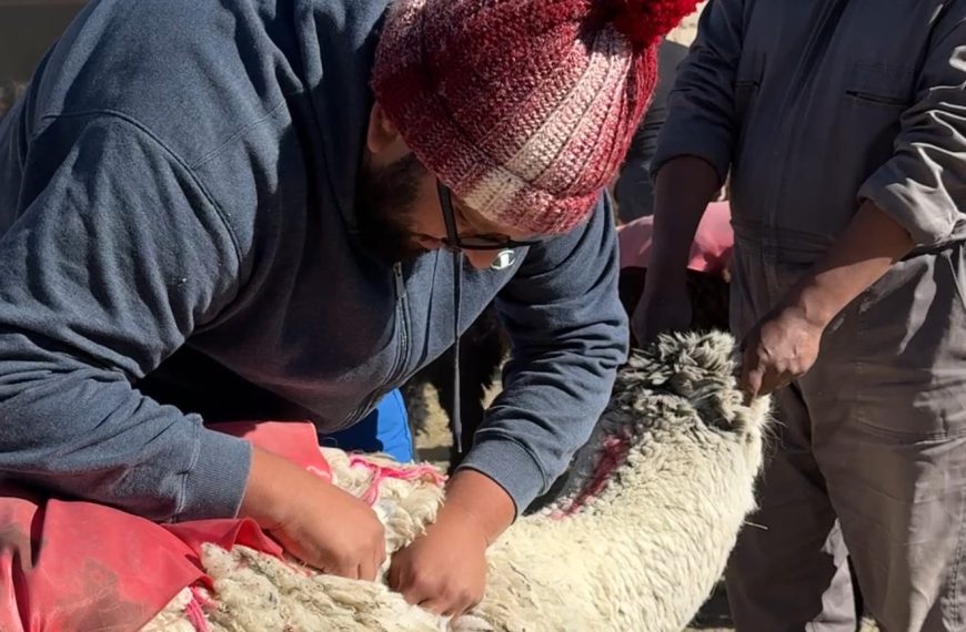 Rondas Veterinarias en Putre y Manejo Sanitario: Un Paso de Amor y Cuidado por los Animales.